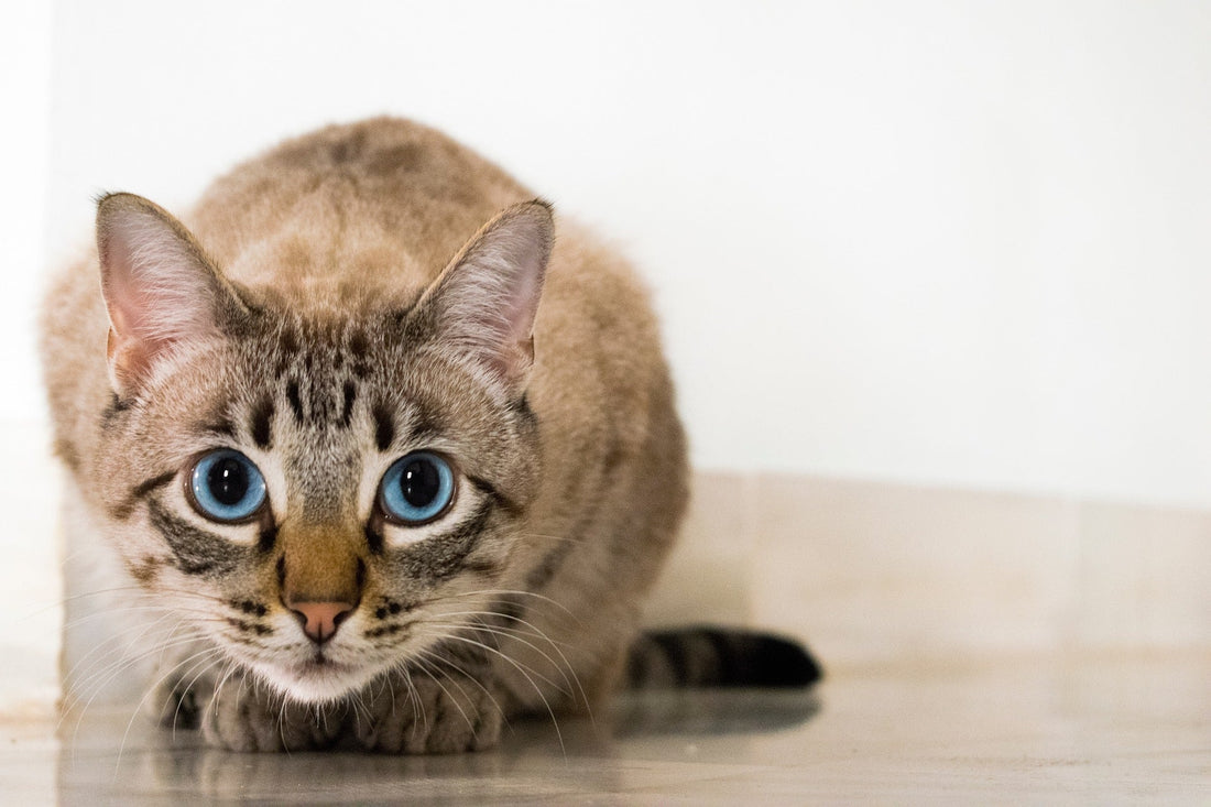 Trending Cat Tips to Keep Your Kitten Content