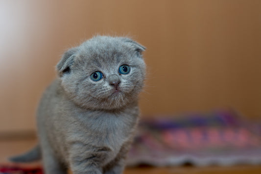 Common Feline Issues and Solutions for Better Cat Care