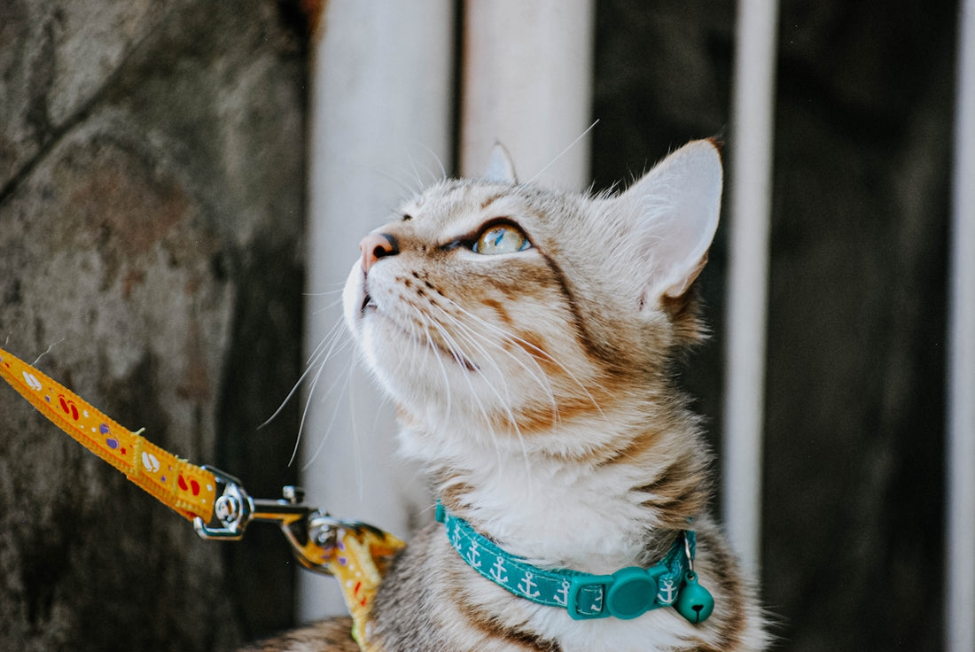 tri-color cat near white metal fence