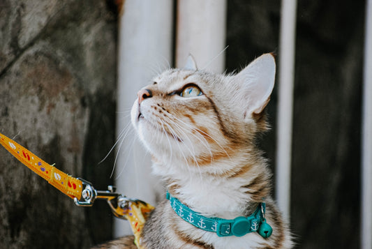 tri-color cat near white metal fence