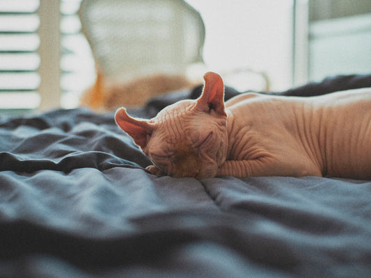 brown cat lying on bed