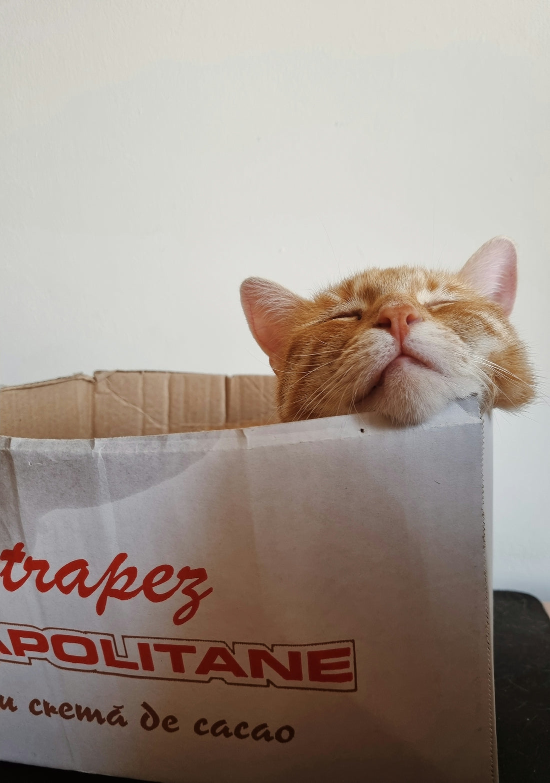 a cat in a box