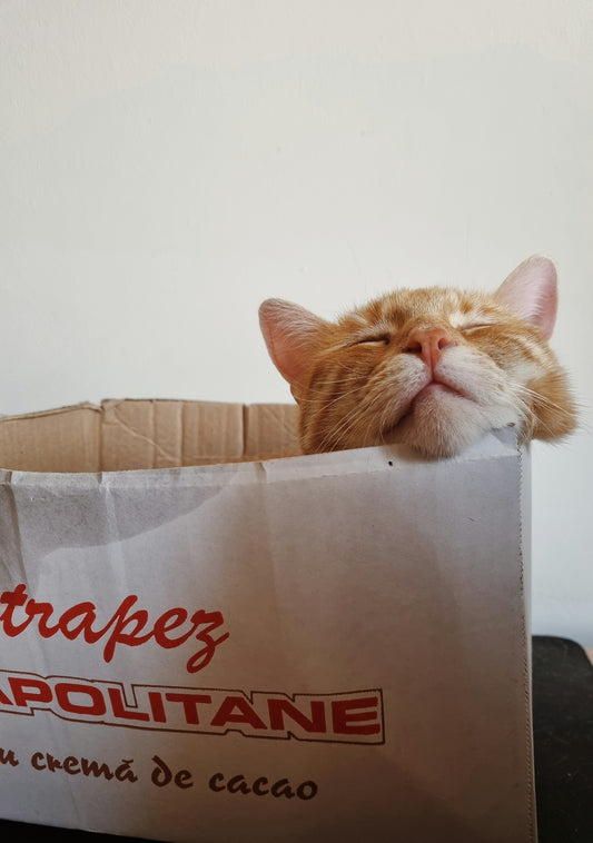 a cat in a box