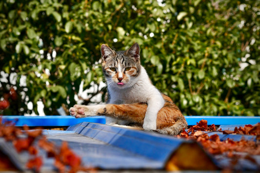 a cat sitting on top of a blue roof
