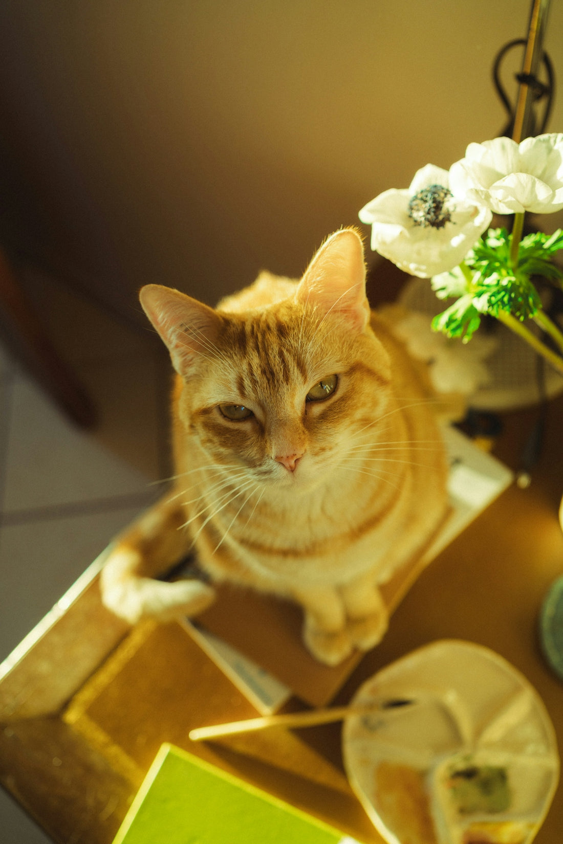 A ginger cat sits by flowers.