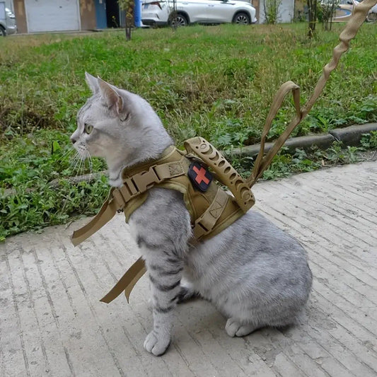 Grey cat sitting proud with a military style jacket/harness
