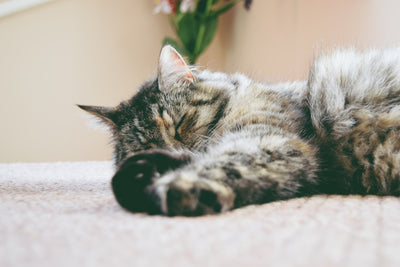 Lépésről lépésre útmutató a tökéletes PurrLux kézműves felhőalapú nyugágy kiválasztásához macskafekhely igényeihez