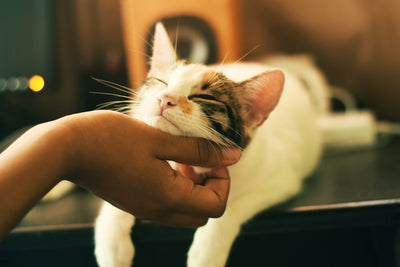 PurrLux útmutató: Hogyan fokozd macskád egészségét és boldogságát