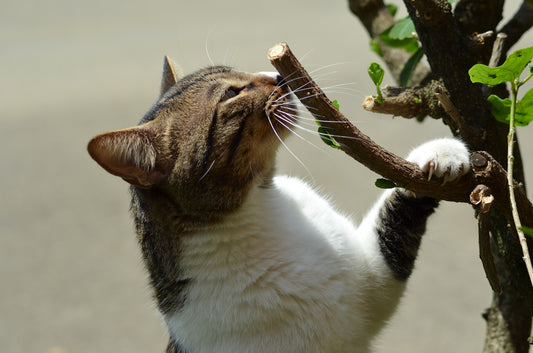 close-up photography of white and brown cat during daytime