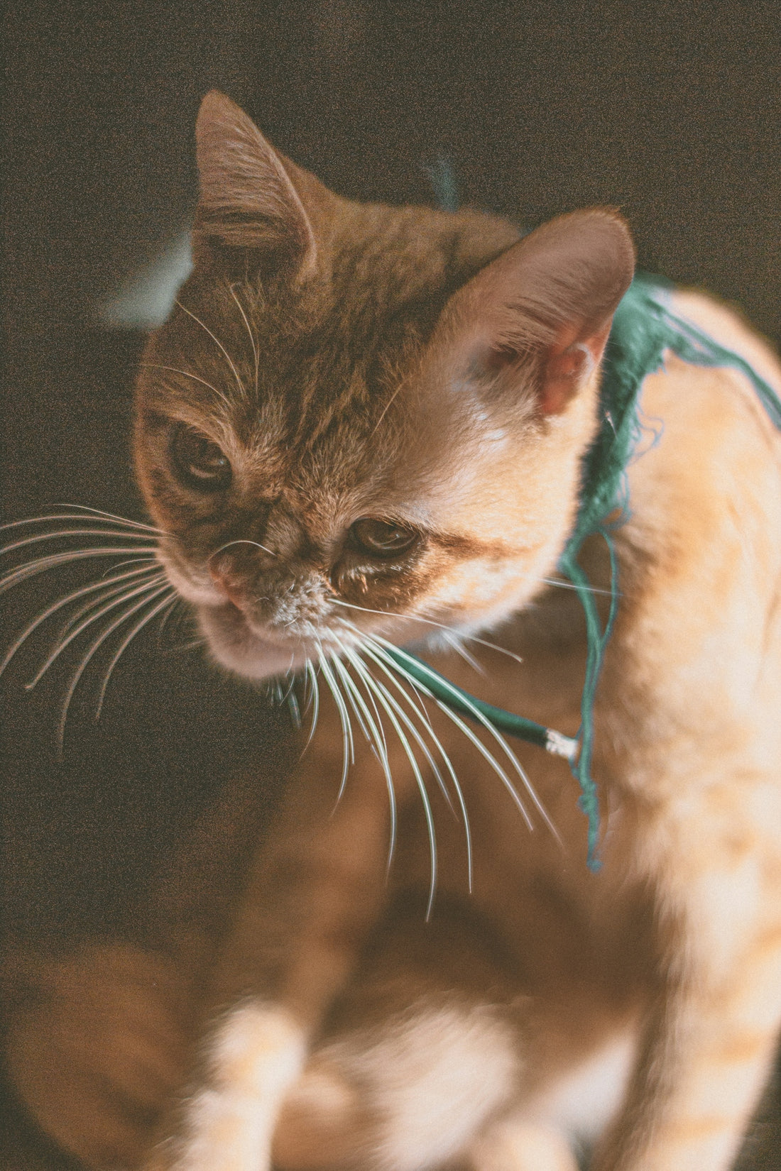 orange tabby cat
