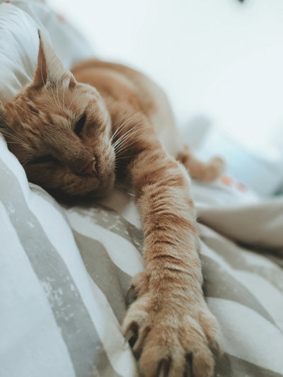 Luxurious Comfort for Cats with the PurrLux Crafted Cloud Lounger Cat Bed