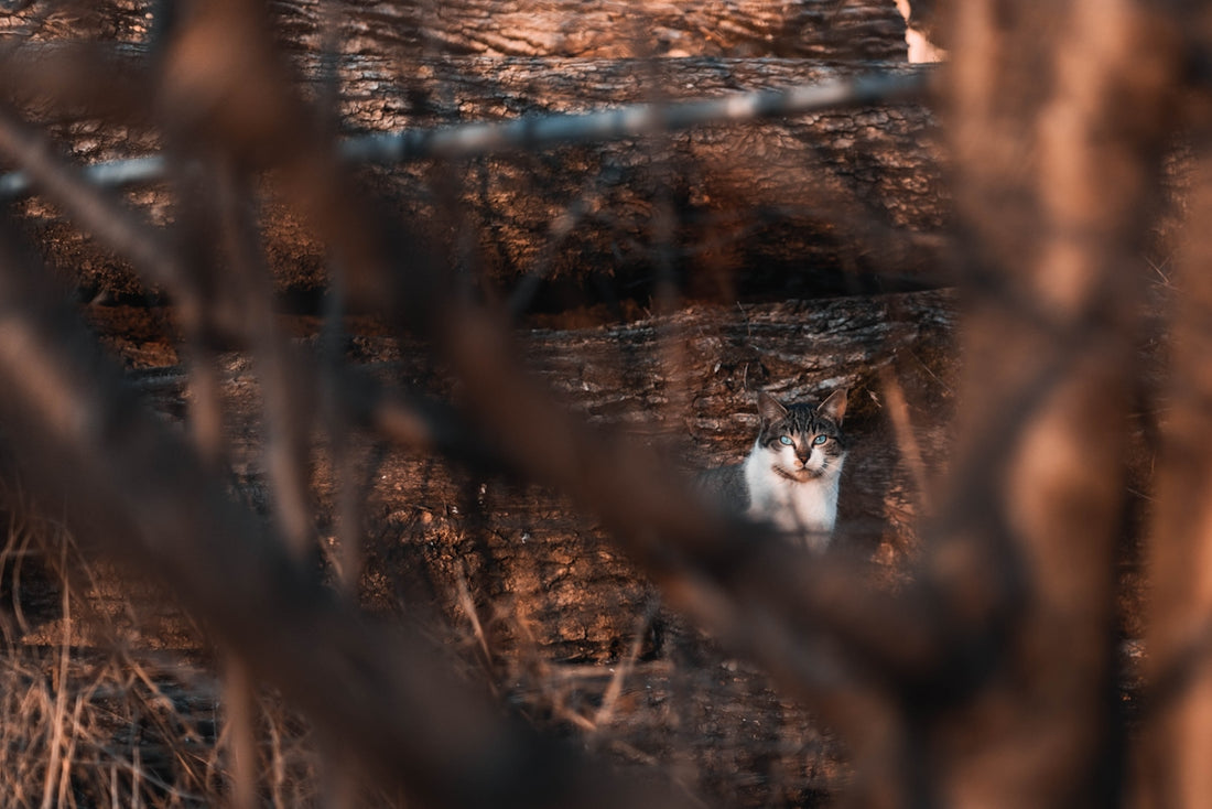 white and black cat on brown tree branch
