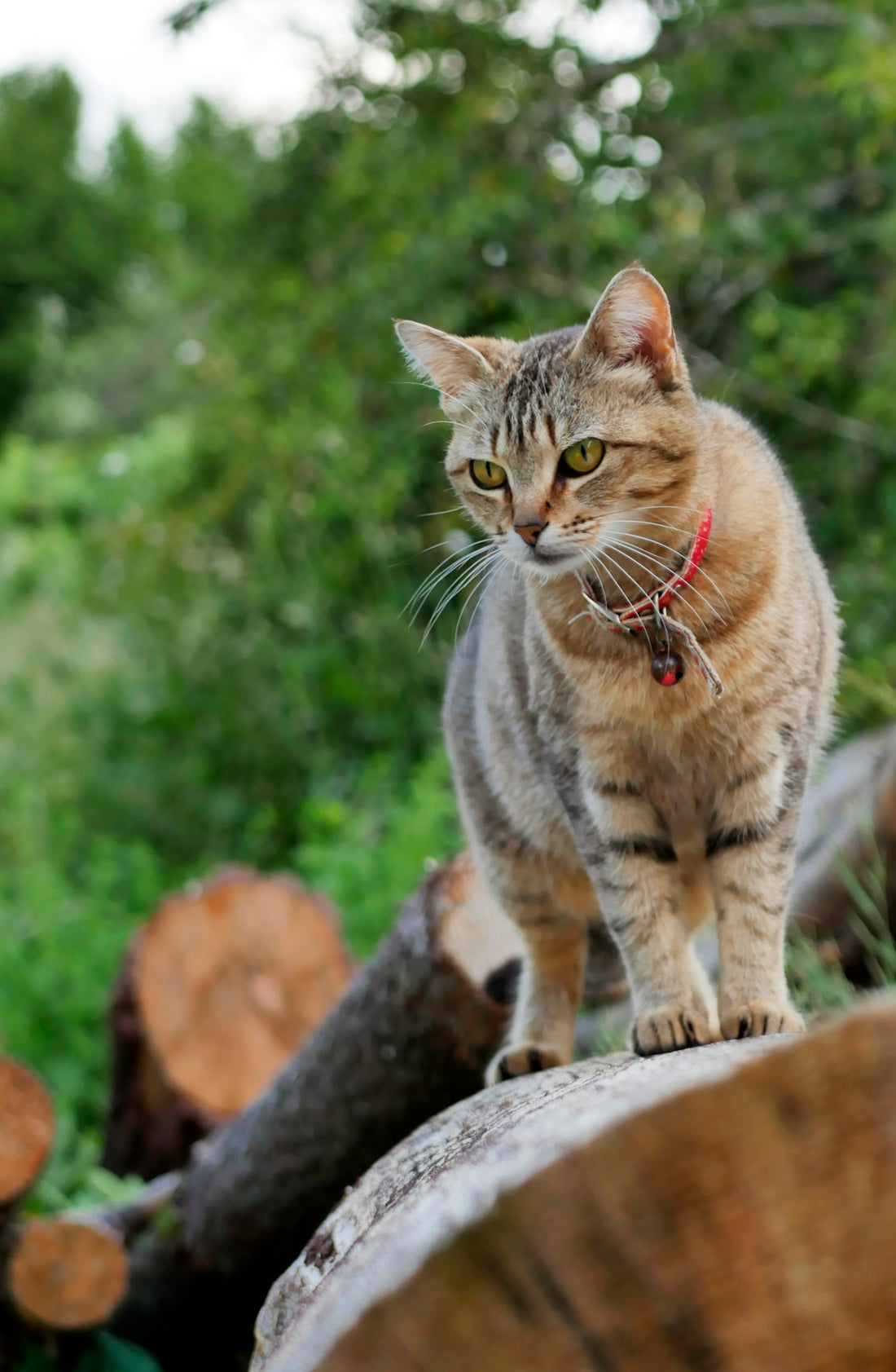 brown tabby cat on brown rock
