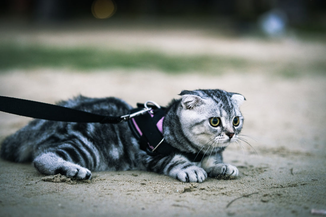 silver tabby cat with black leash