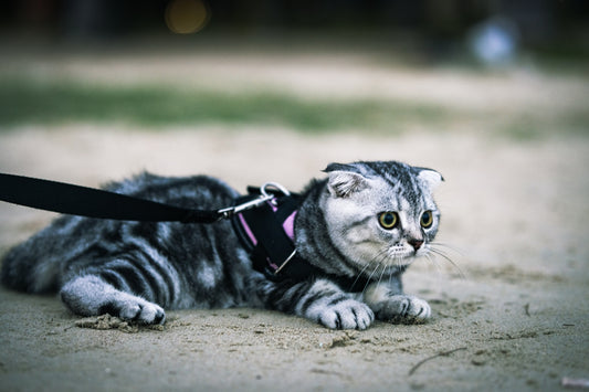 silver tabby cat with black leash
