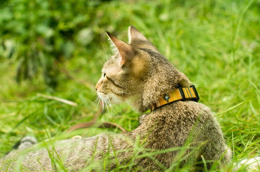 a cat with a collar sitting in the grass