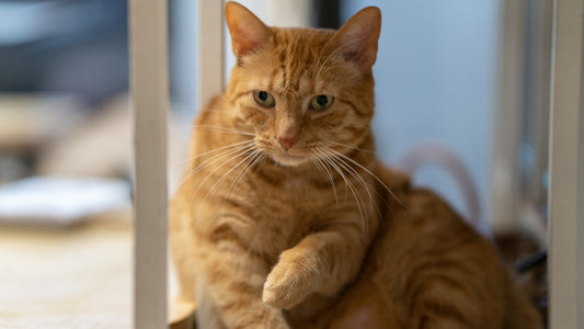an orange cat sitting on the floor looking at the camera