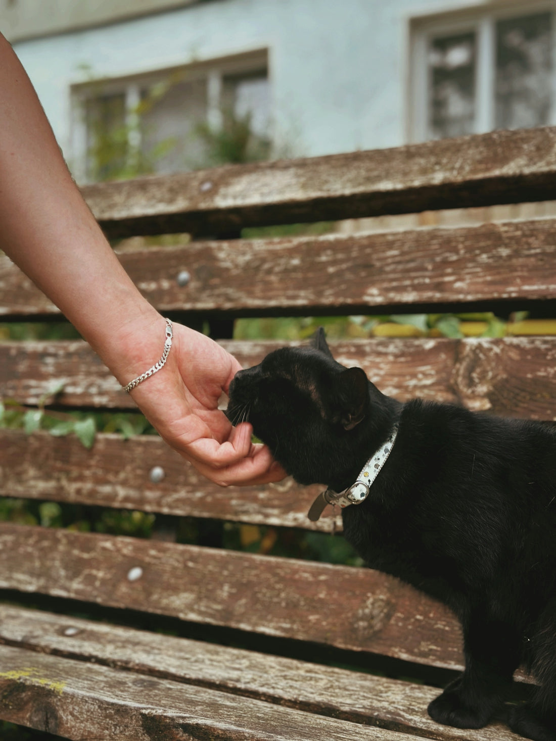 a black cat being petted by a person on a bench