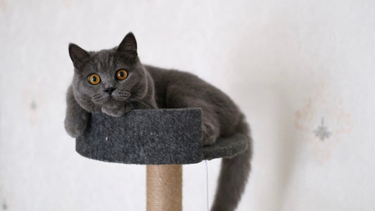 a gray cat sitting on top of a scratching post