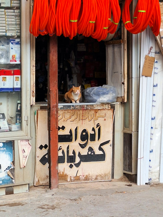 a cat sitting in the window of a store
