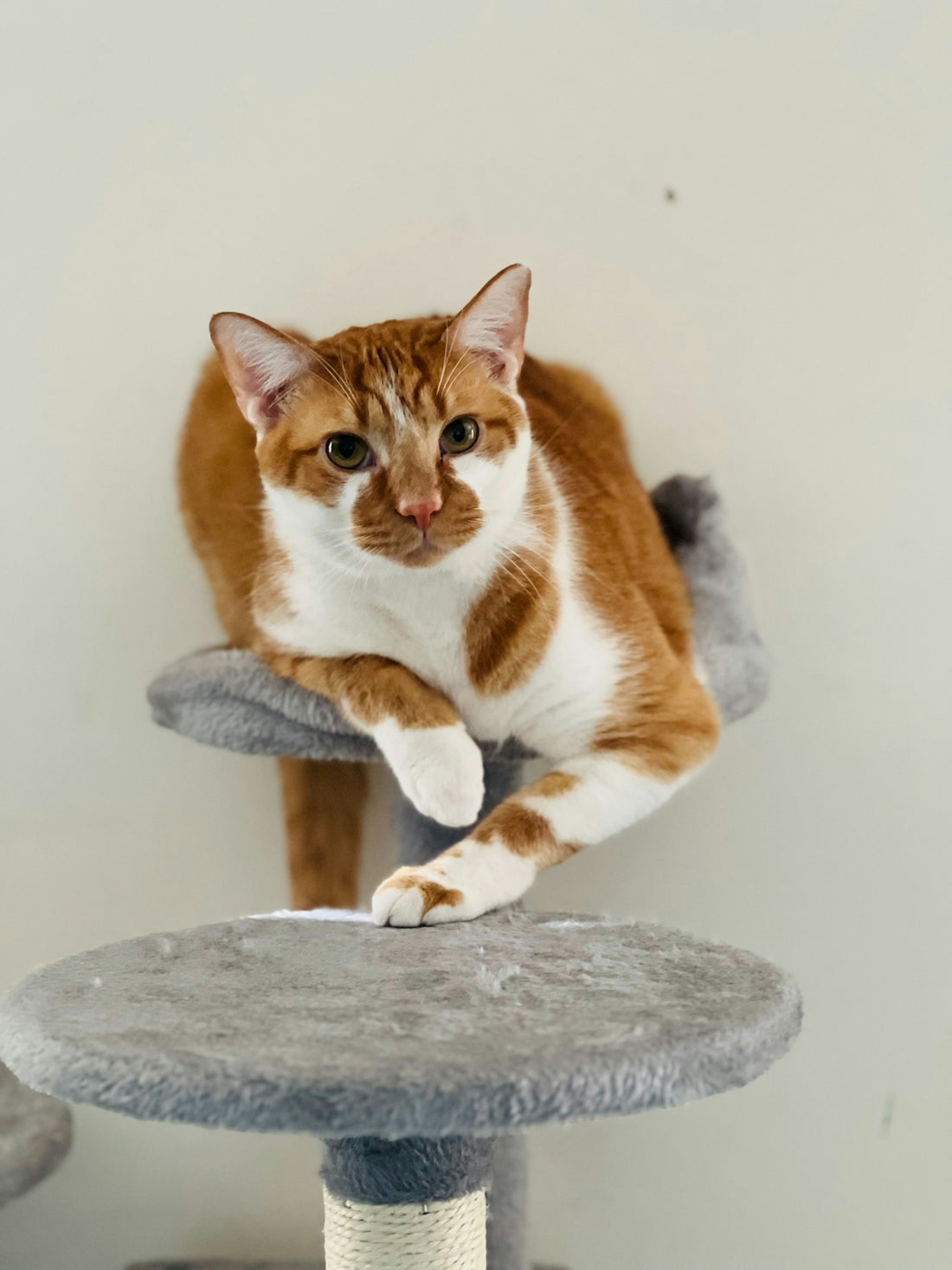 A cat sitting on top of a scratching post