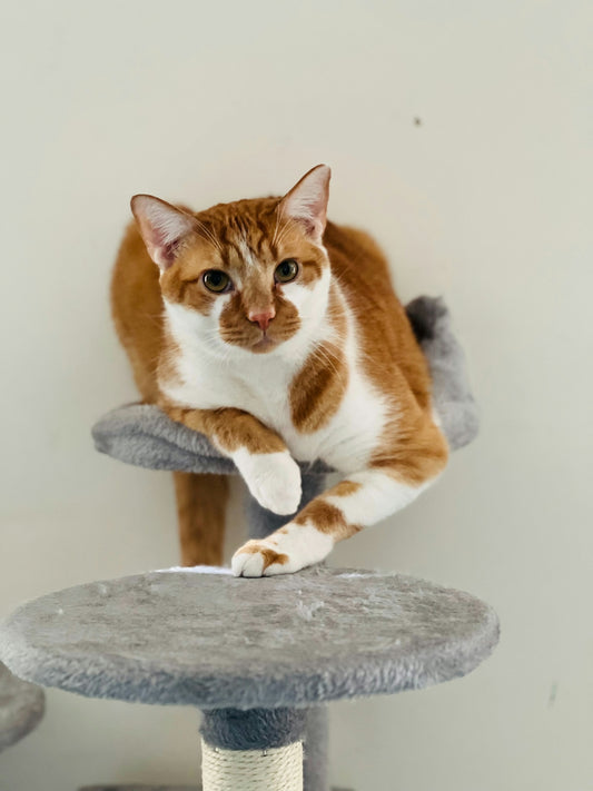 A cat sitting on top of a scratching post