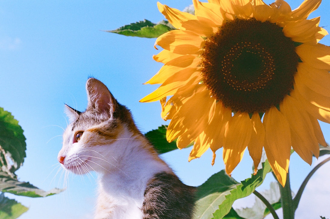 A cat sitting in front of a sunflower
