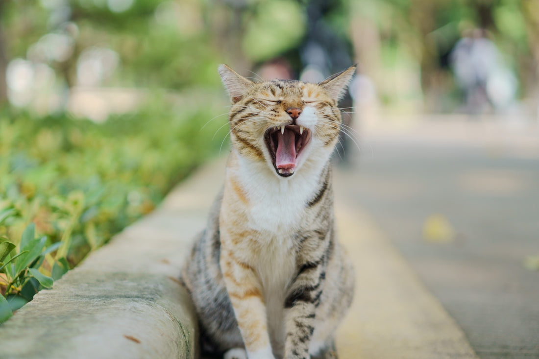 A tabby cat yawns widely outdoors on a path.