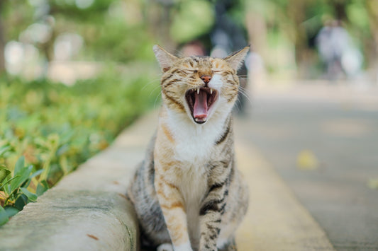 A tabby cat yawns widely outdoors on a path.