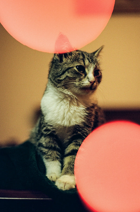 A tabby cat sits between two blurred red lights.