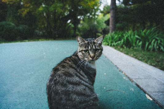 A tabby cat sits on a paved path outdoors.