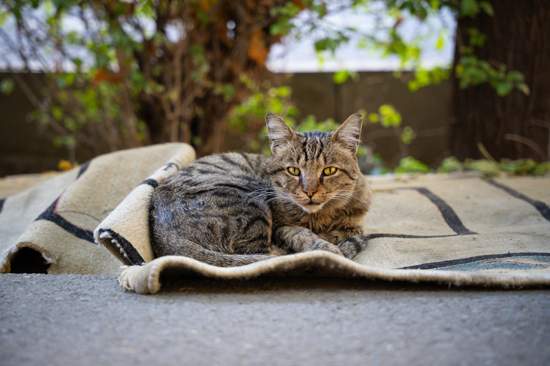 A tabby cat rests on a rolled-up rug outdoors.