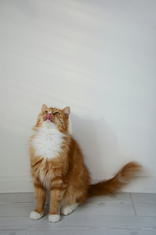 An orange cat sits licking its lips.