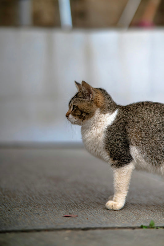 A tabby and white cat stands on concrete.