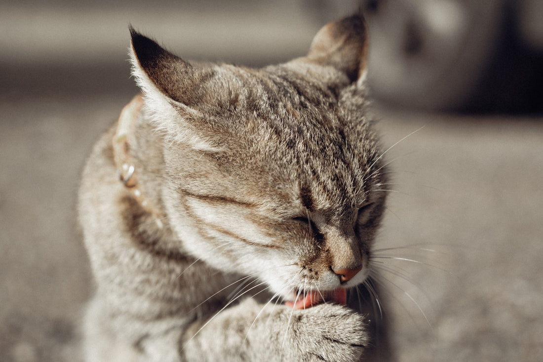 A tabby cat grooming its paw outdoors.