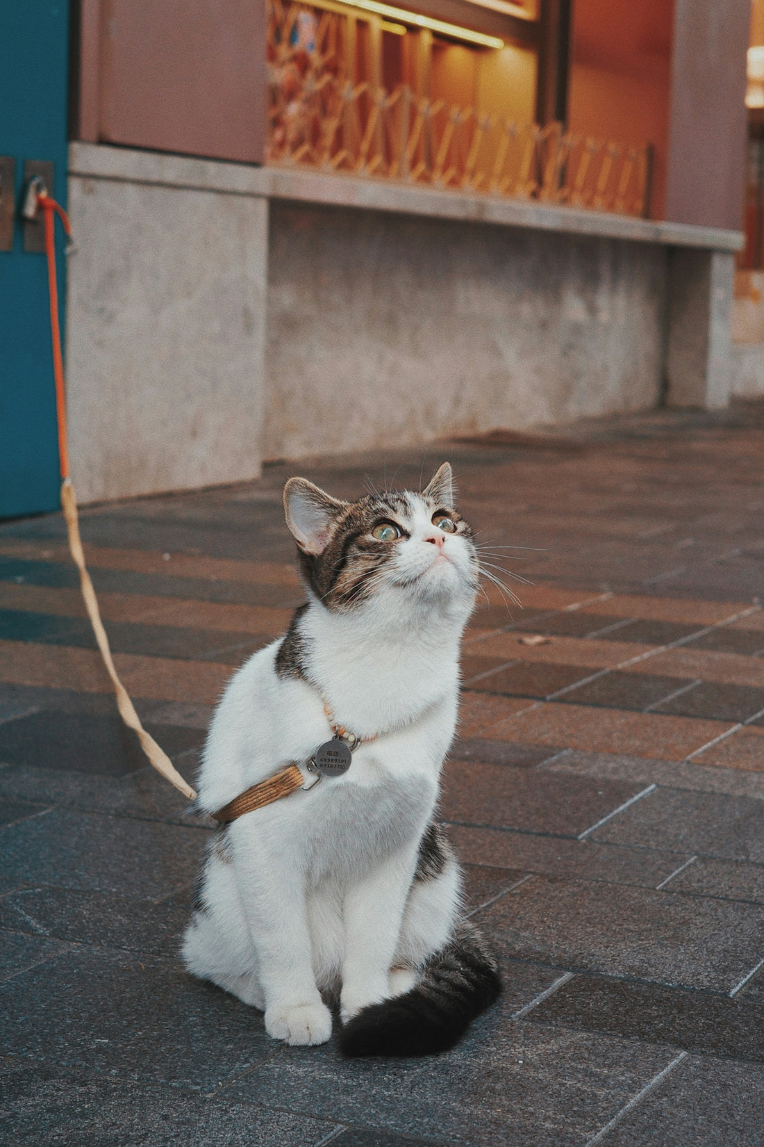 A cat on a leash looking up