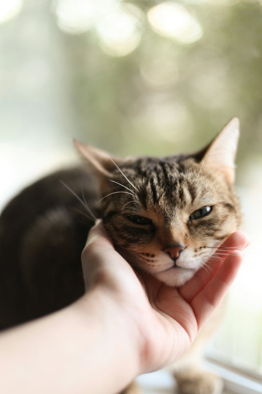 A hand gently petting a tabby cat