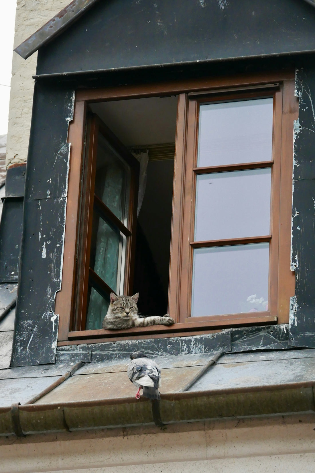 A cat sits in a window above a pigeon.