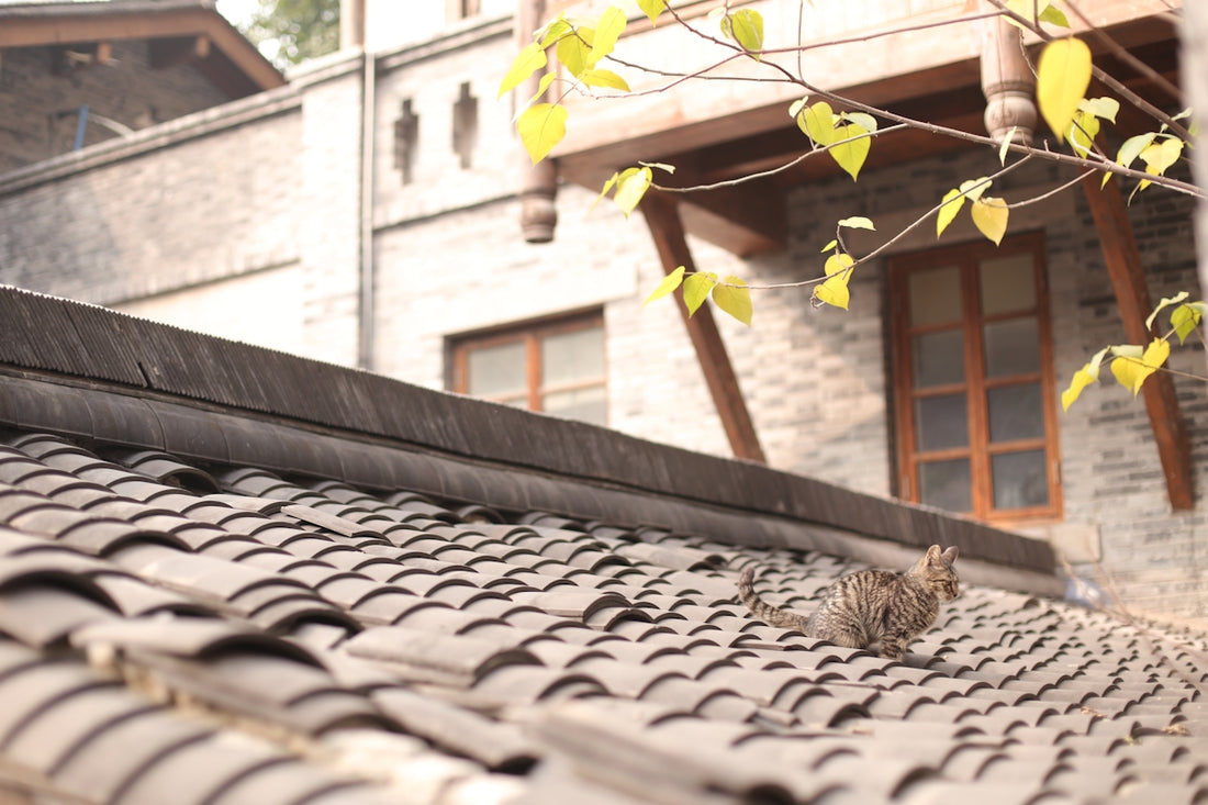 A cat sits on a tiled roof.