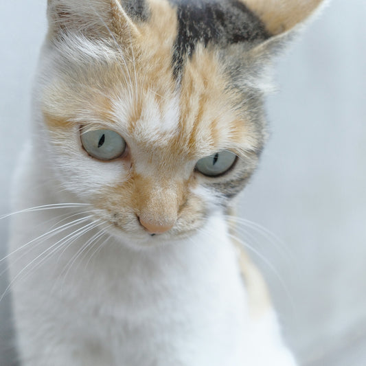 A calico cat with light blue eyes looks down