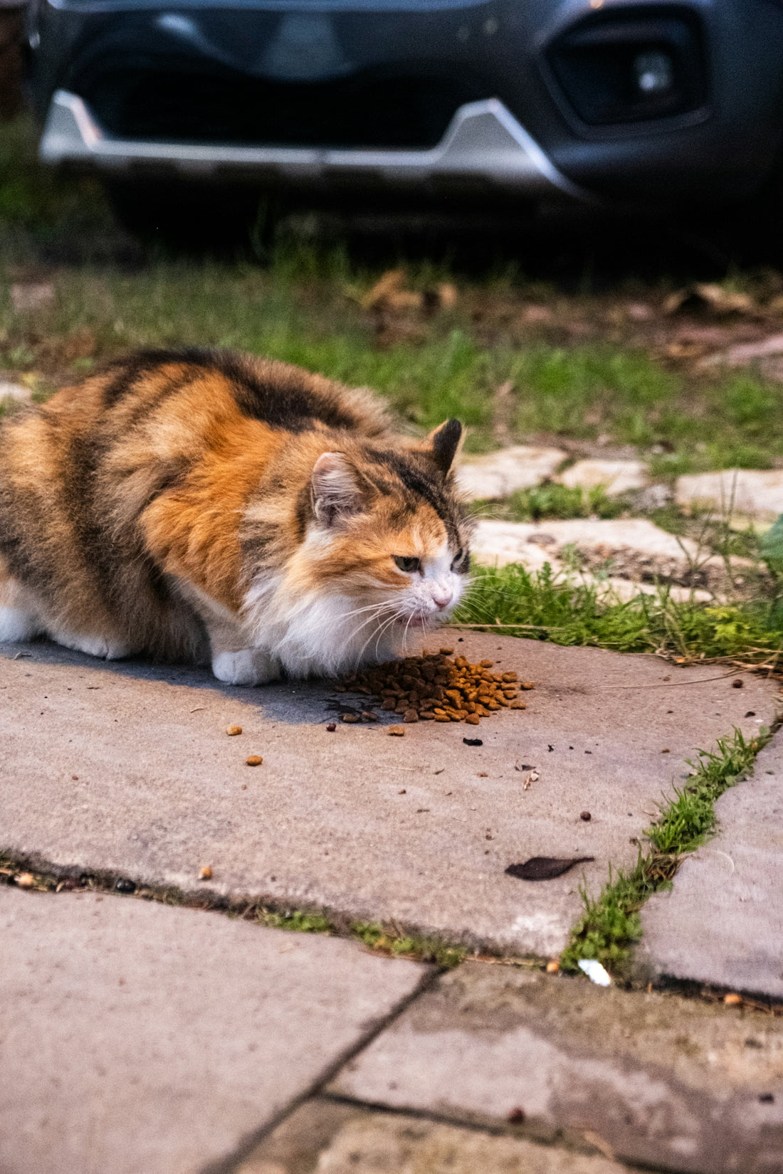 A fluffy cat eating kibble on a sidewalk.