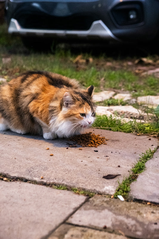 A fluffy cat eating kibble on a sidewalk.