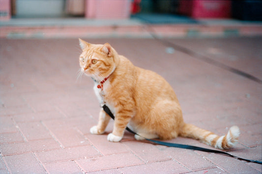 An orange cat sits on a brick path outdoors.