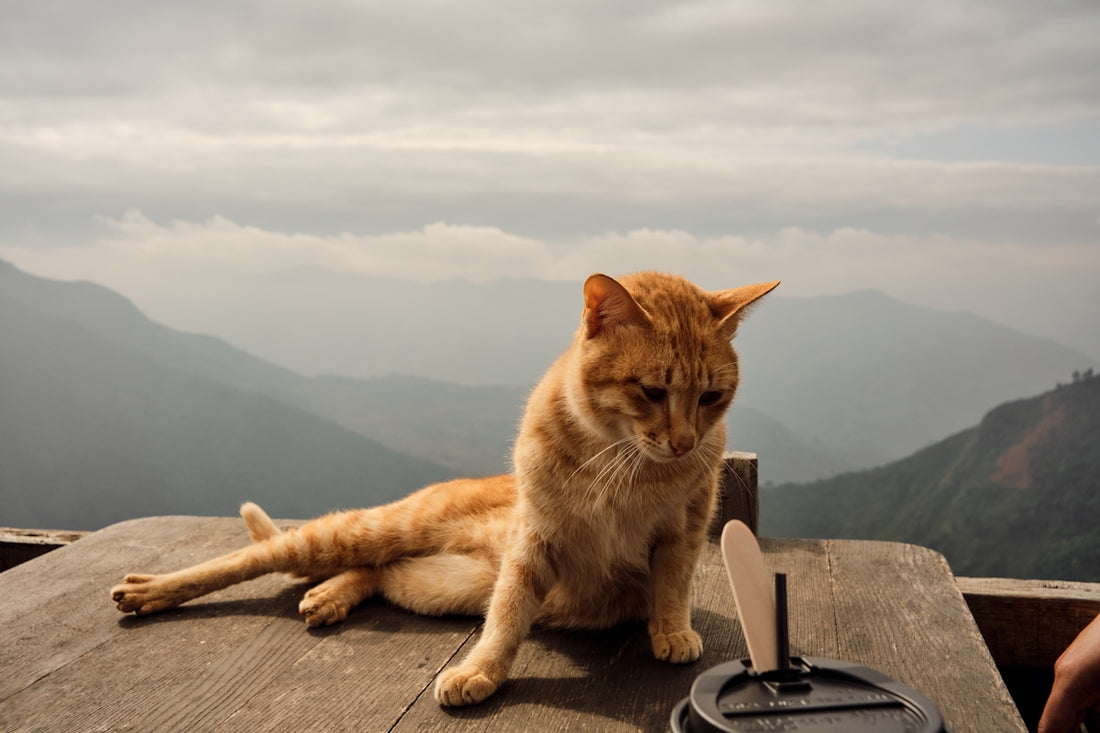 An orange cat relaxes on a wooden table outdoors.