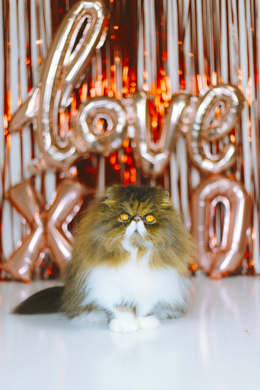 Fluffy cat sits in front of rose gold balloons.