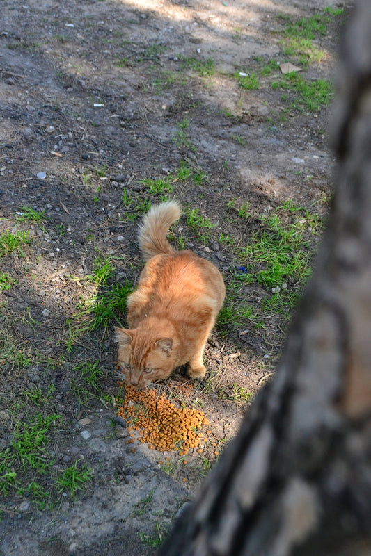 An orange cat eats kibble on the ground.